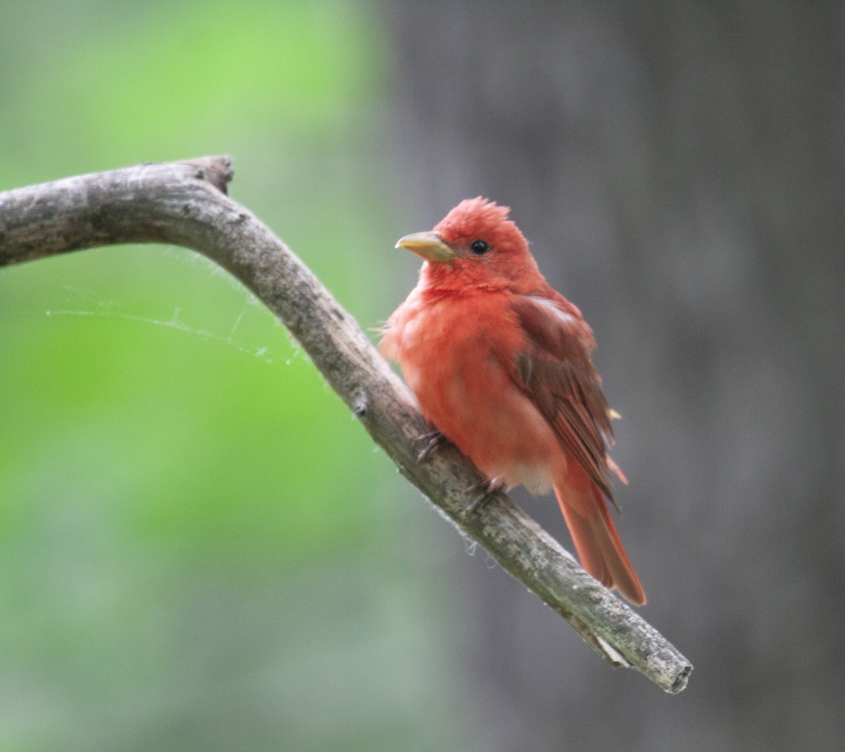 Summer Tanager - ML637562045