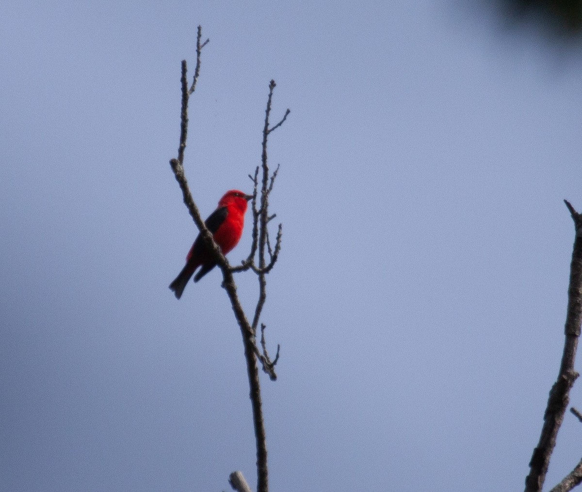Scarlet Tanager - ML637562049
