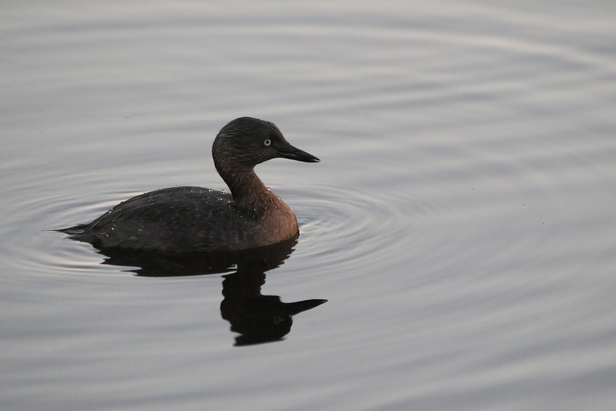 New Zealand Grebe - ML637562076