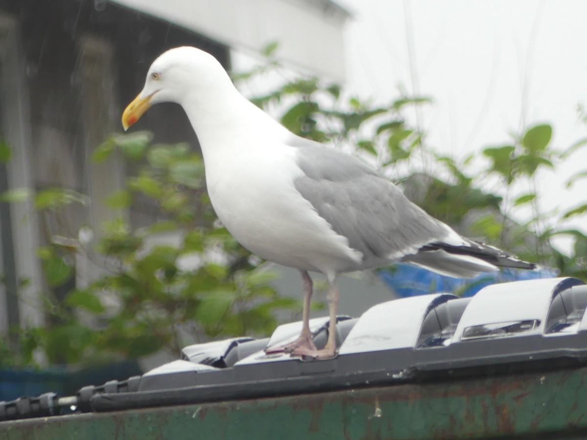 American Herring Gull - ML637562146