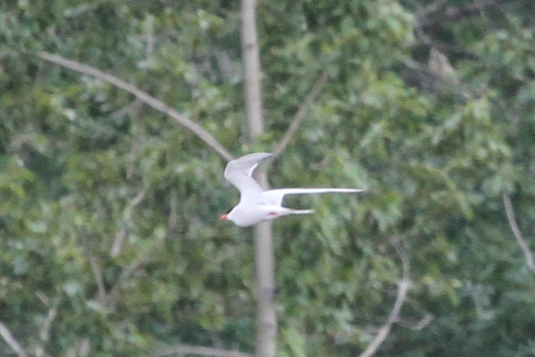 Forster's Tern - ML637562149