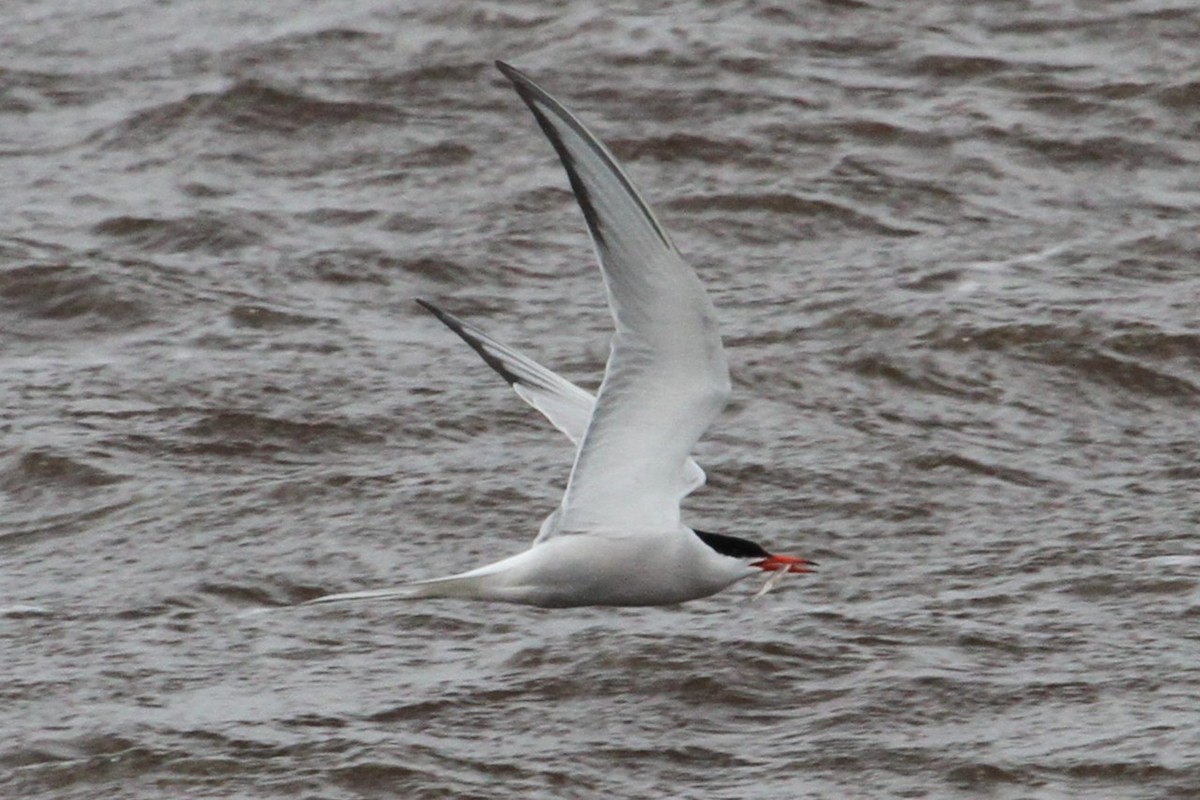 Common Tern - ML637562168