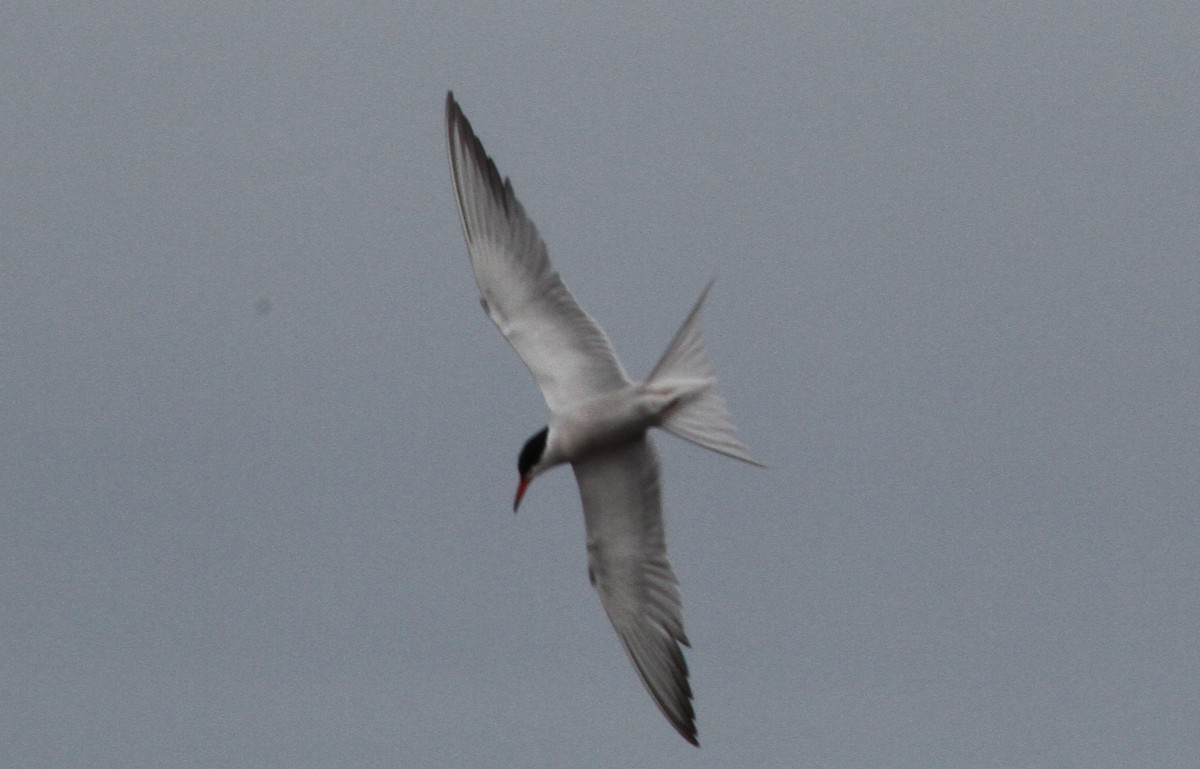 Common Tern - ML637562169
