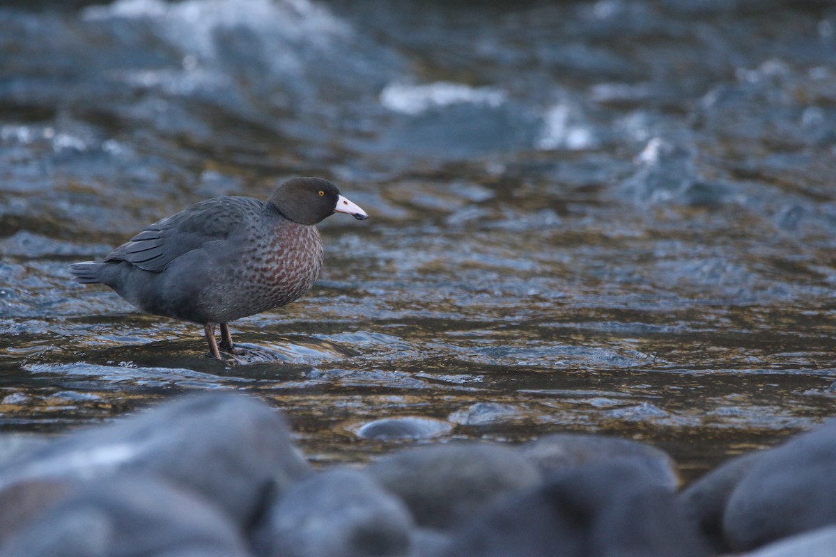 Blue Duck - ML637562177