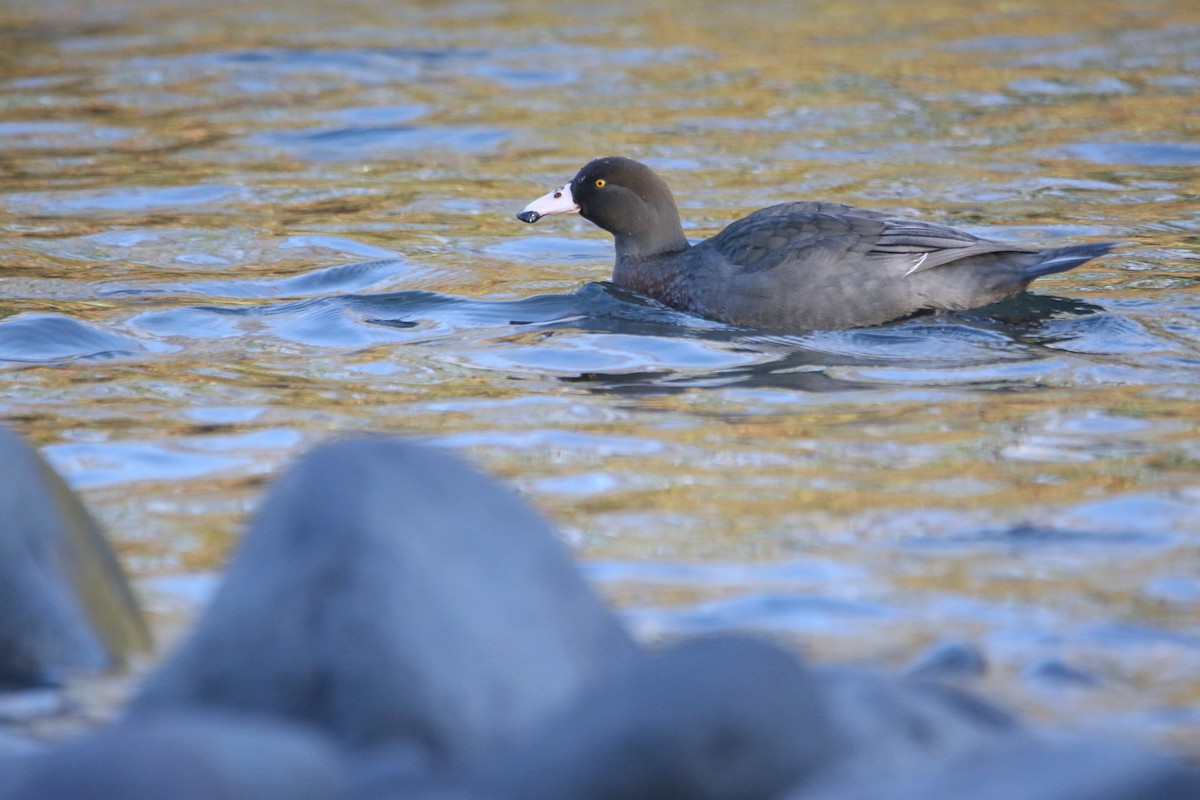 Blue Duck - ML637562179
