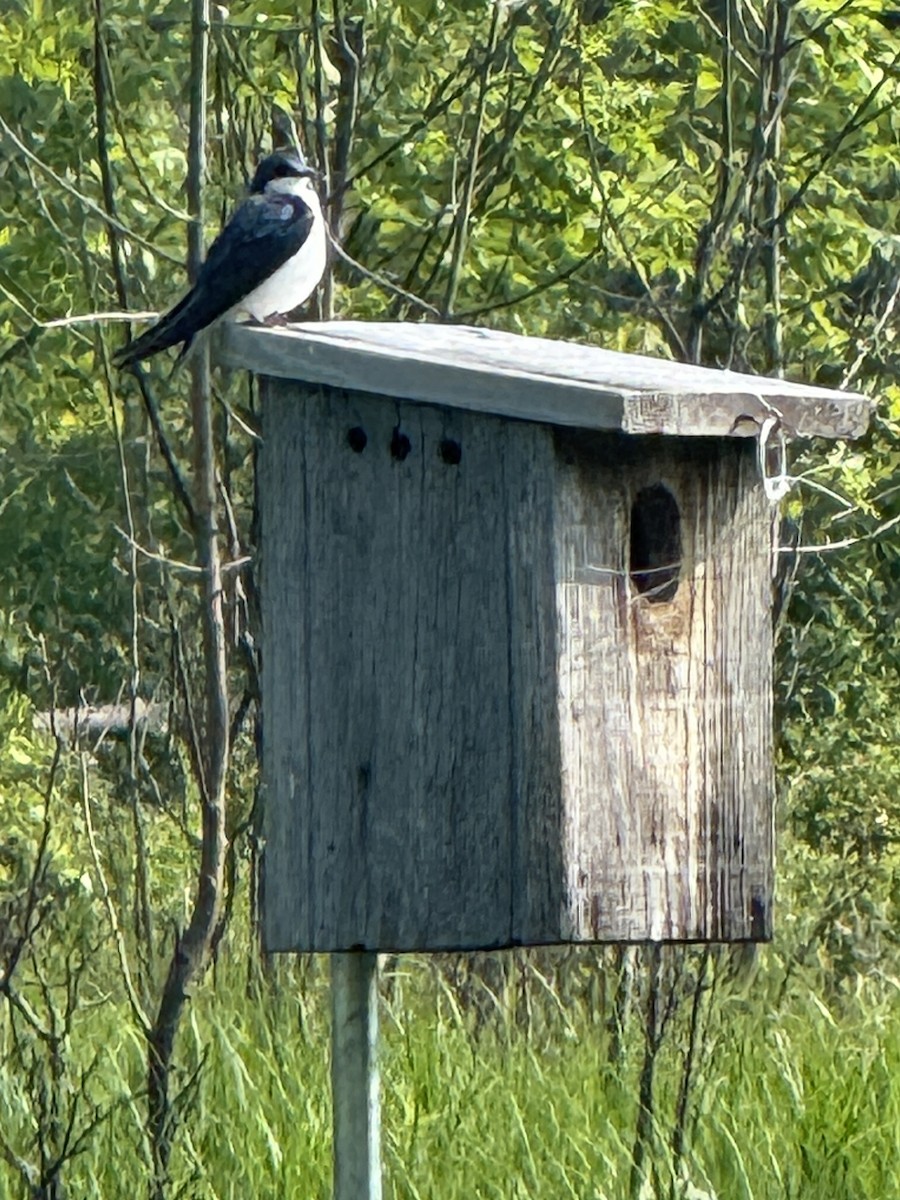 Tree Swallow - ML637562189