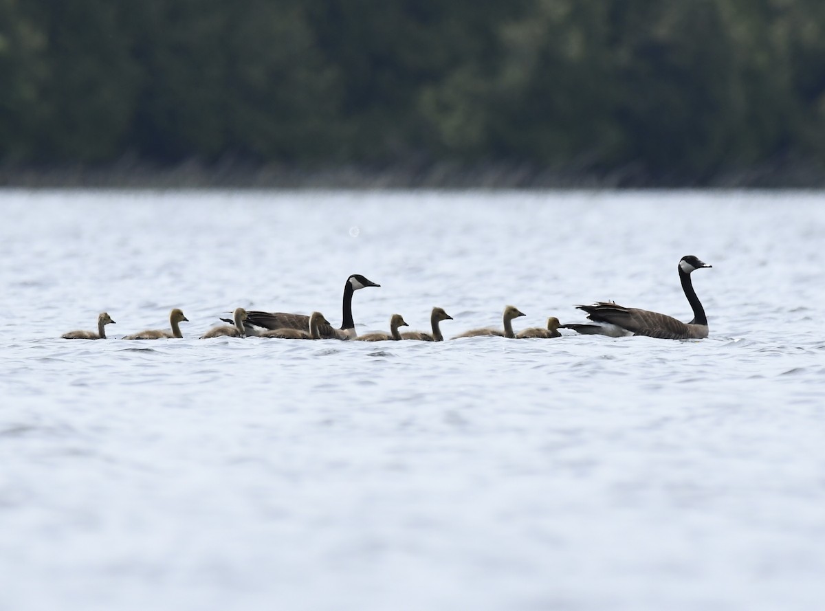 Canada Goose - ML637562202