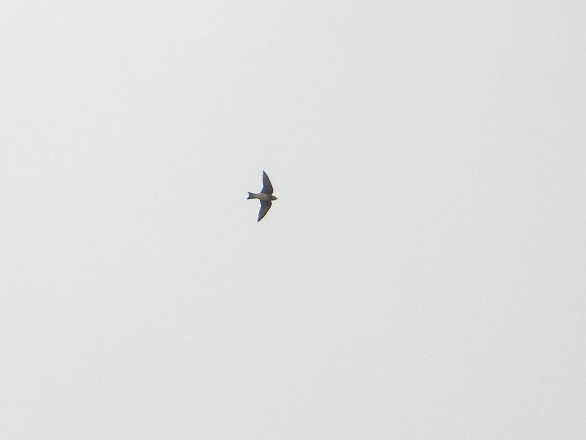 Gray-breasted Martin - ML637562210