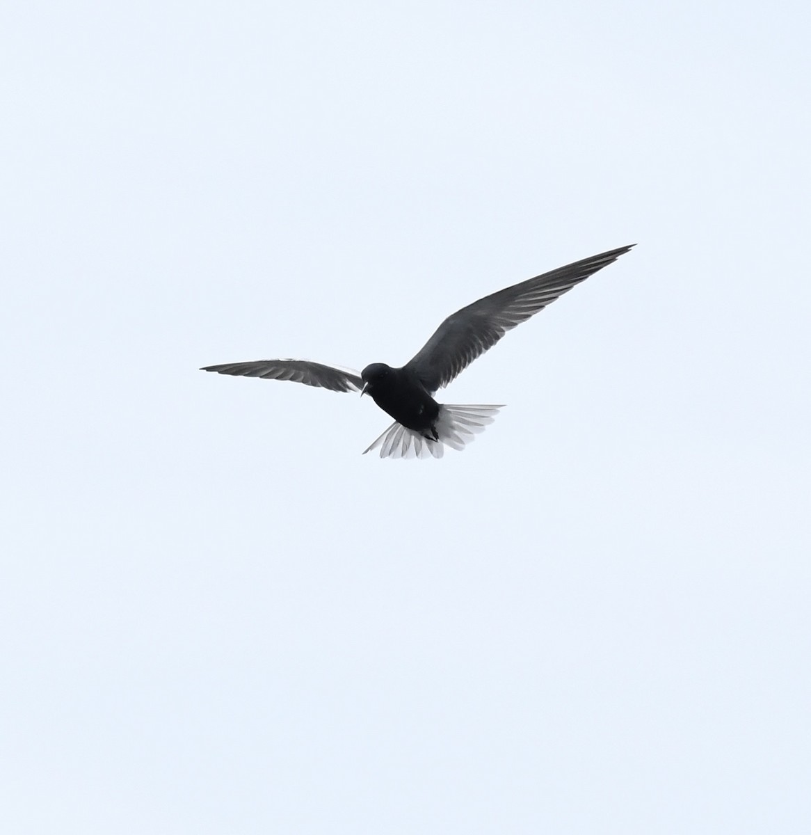 Black Tern - ML637562214