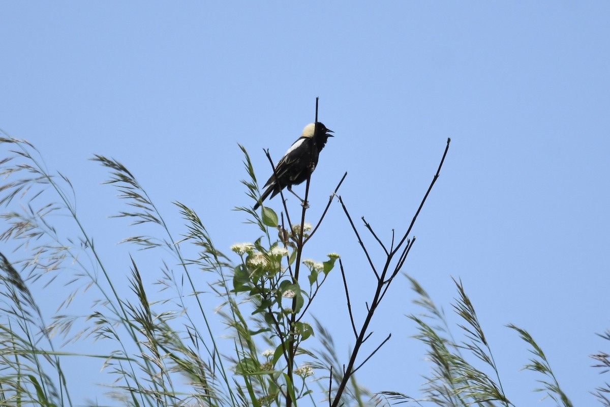 Bobolink - ML637562224