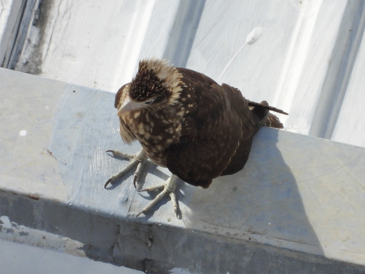 Yellow-headed Caracara - ML637562237