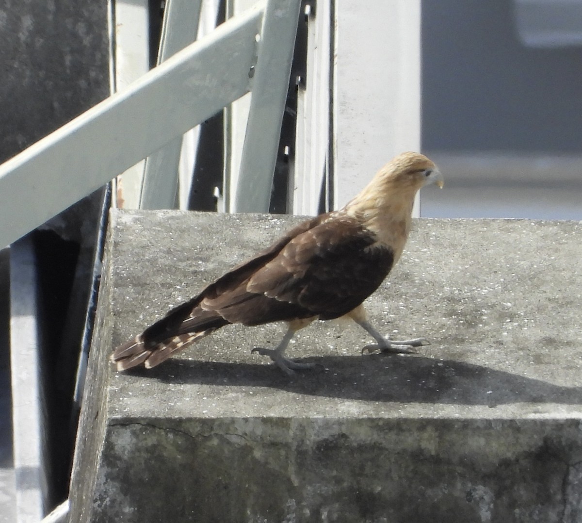 Yellow-headed Caracara - ML637562251