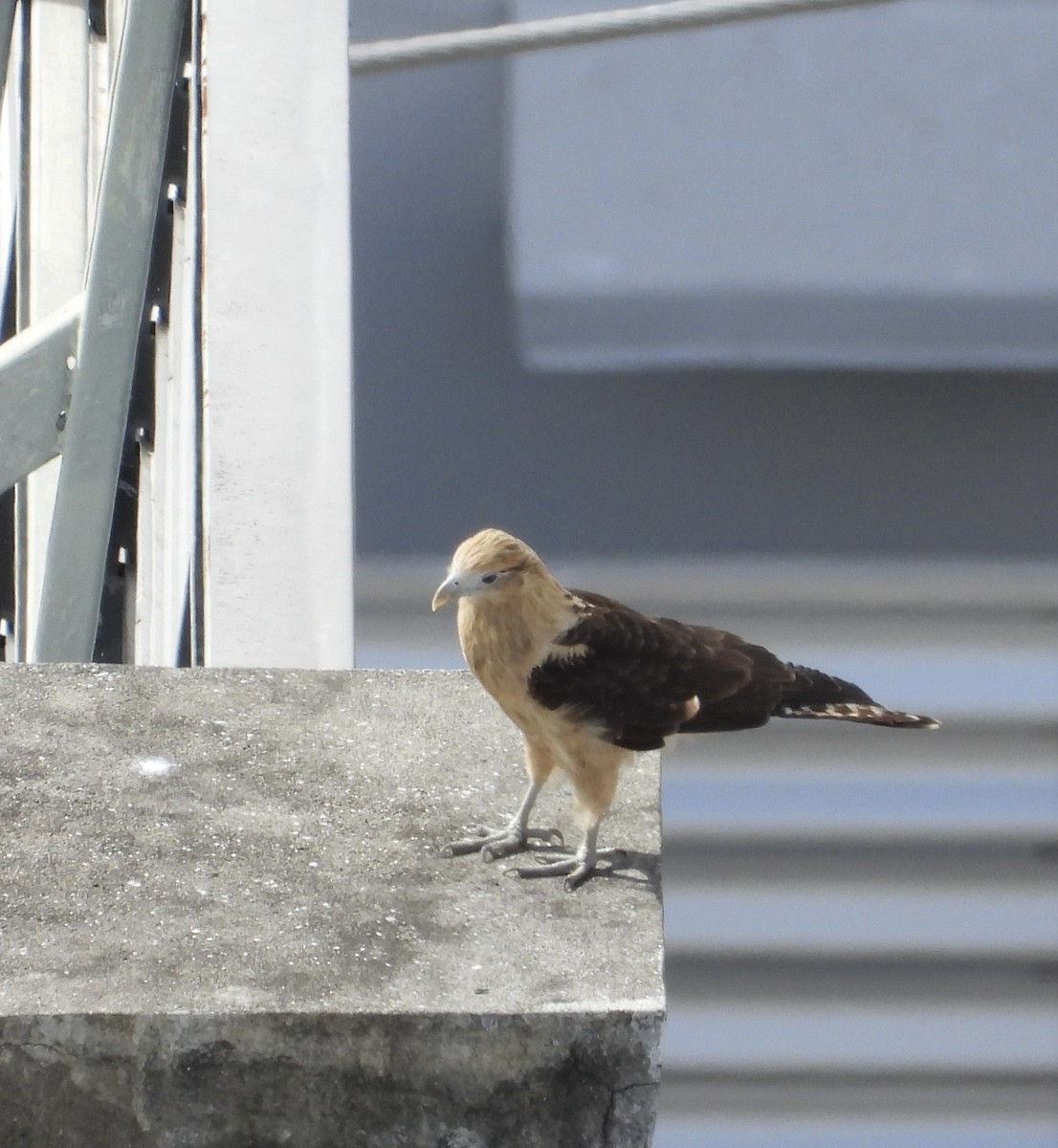 Yellow-headed Caracara - ML637562253
