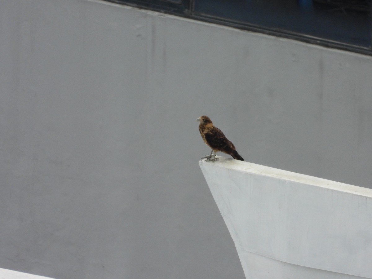 Yellow-headed Caracara - ML637562255