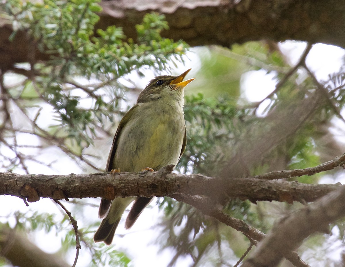 Japanese Leaf Warbler - ML637562297