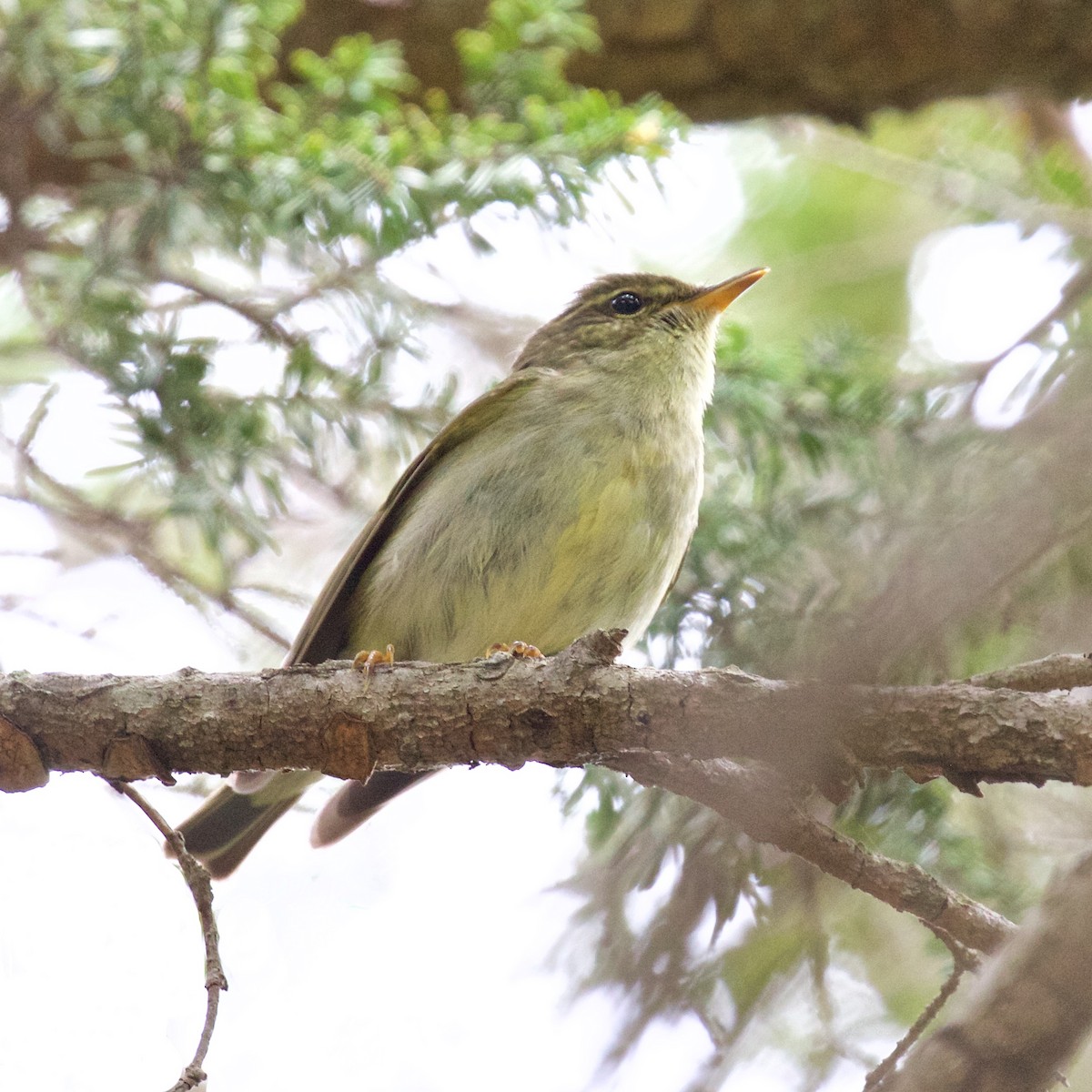 Japanese Leaf Warbler - ML637562298