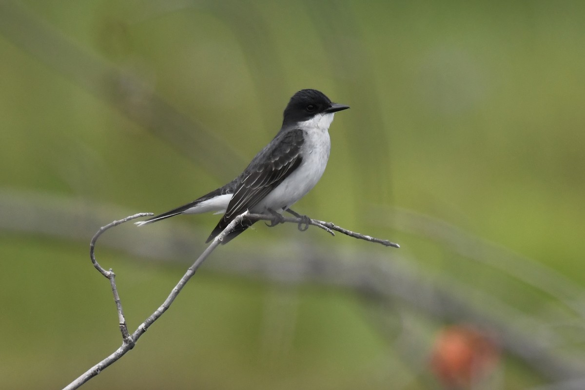 Eastern Kingbird - ML637562300