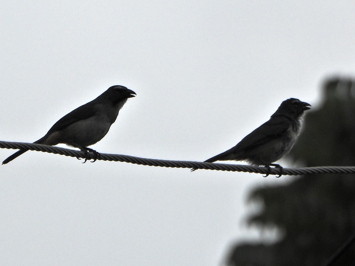 Olive-gray Saltator - ML637562337
