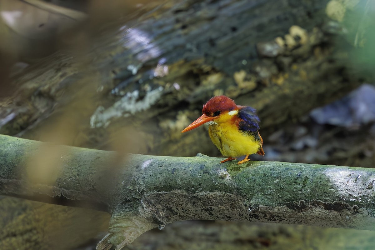 Rufous-backed Dwarf-Kingfisher - ML637562346