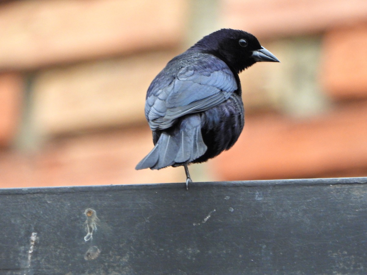 Shiny Cowbird - ML637562363