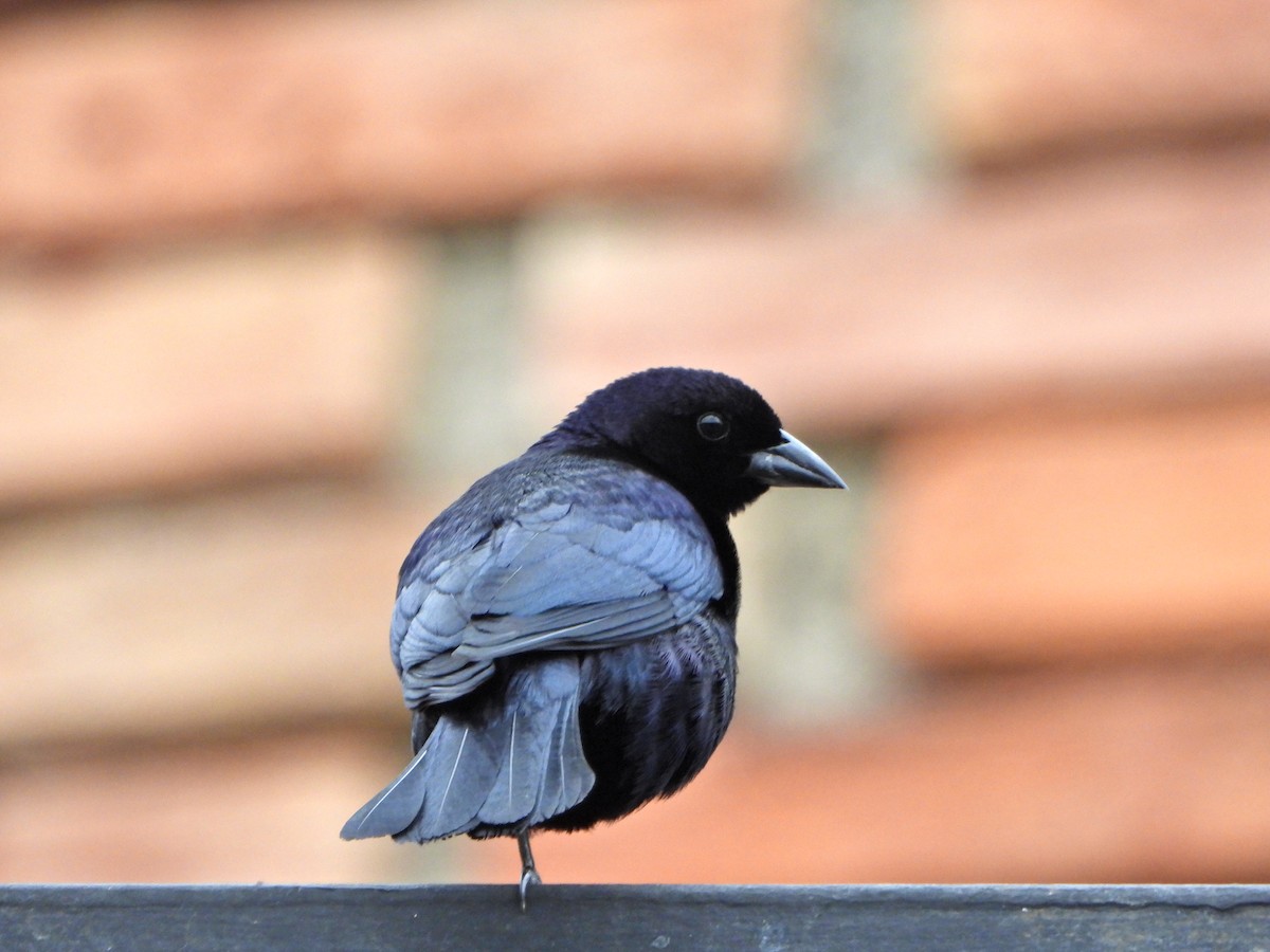 Shiny Cowbird - ML637562364