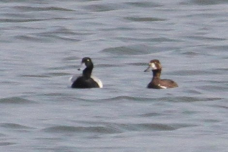 Greater Scaup - ML637562366