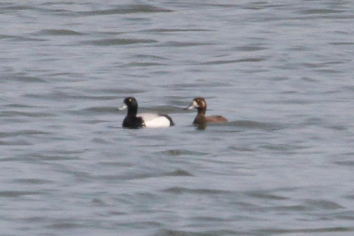 Greater Scaup - ML637562367