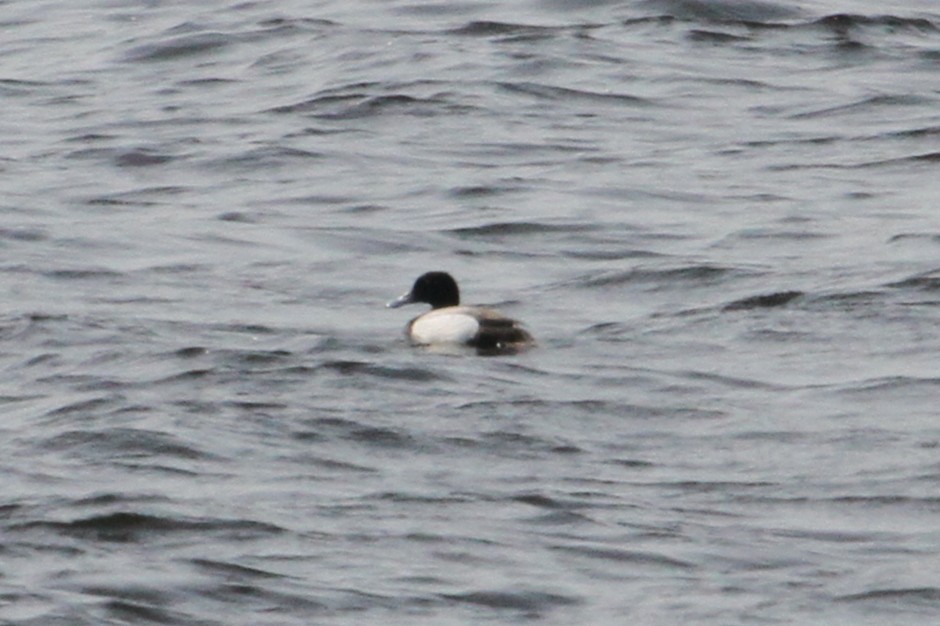 Greater Scaup - ML637562368