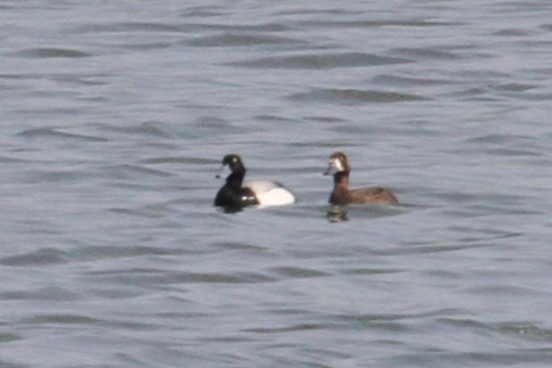 Greater Scaup - ML637562369
