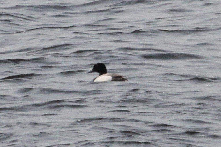 Greater Scaup - ML637562370
