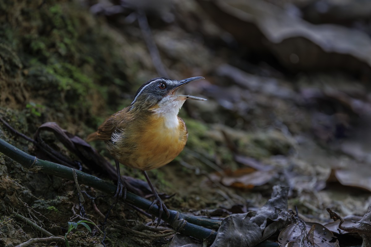 Bornean Black-capped Babbler - ML637562382