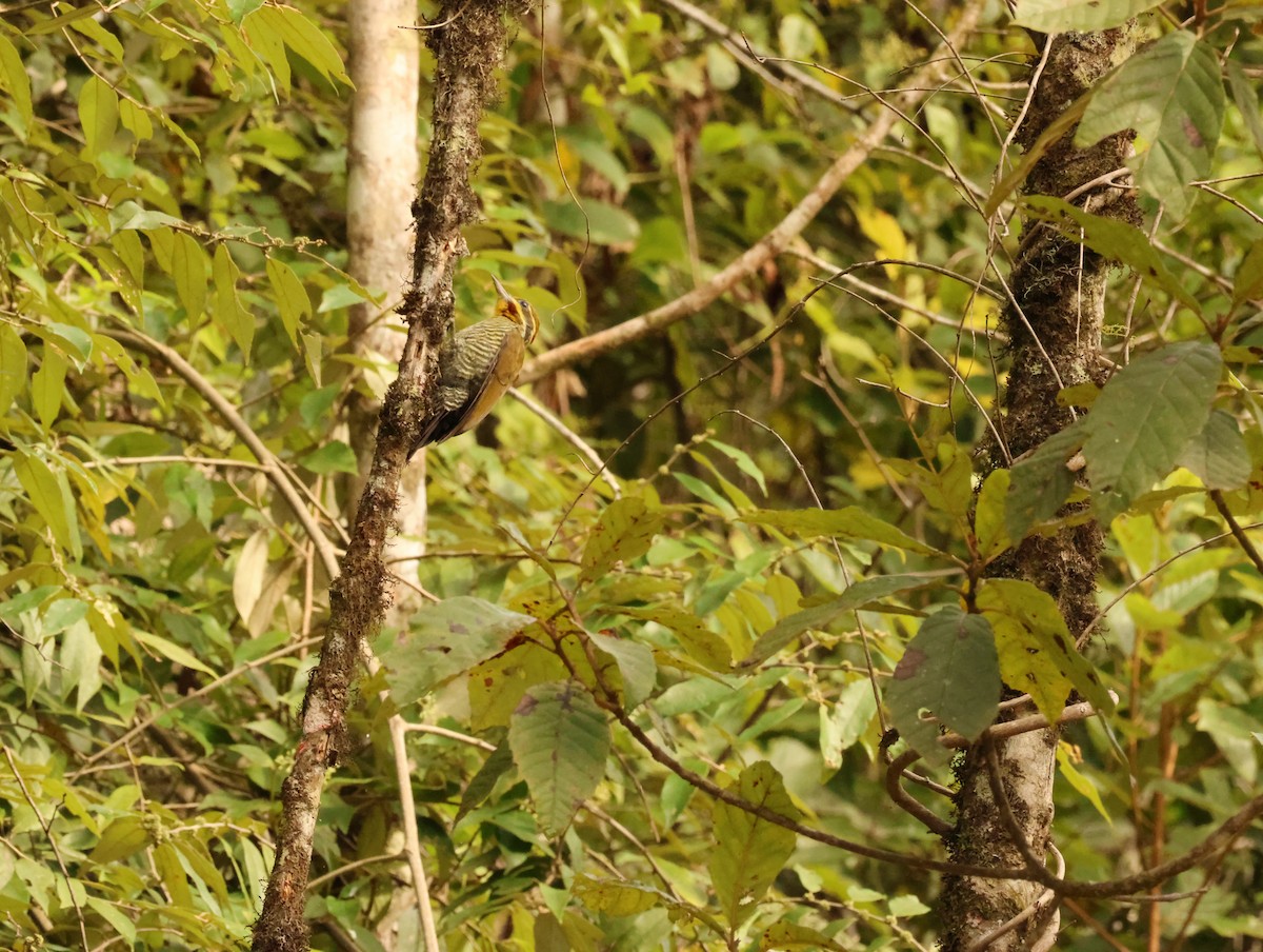 White-browed Woodpecker - ML637562441