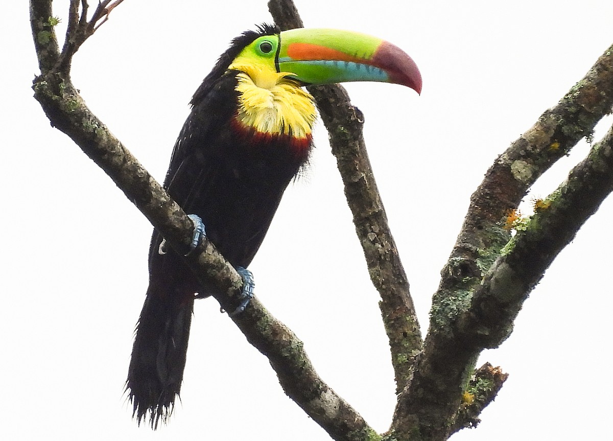 Keel-billed Toucan - ML637562458