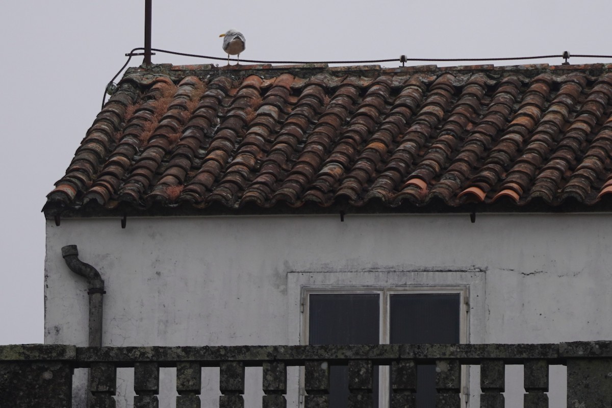 Yellow-legged Gull - ML637562469