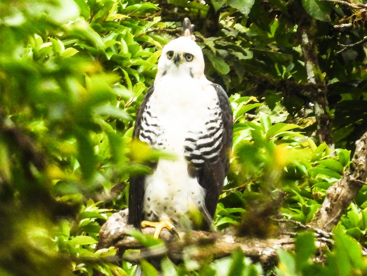 Ornate Hawk-Eagle - ML637562540