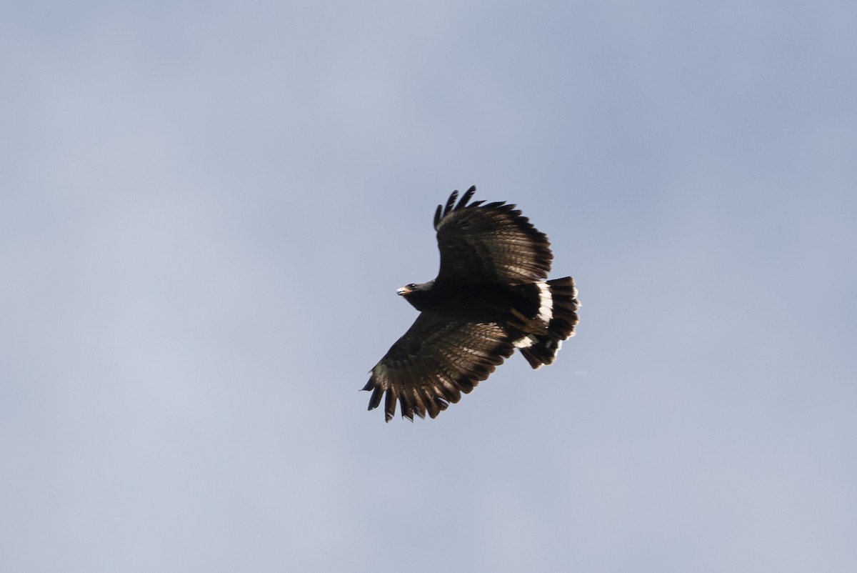 Common Black Hawk - ML637562552