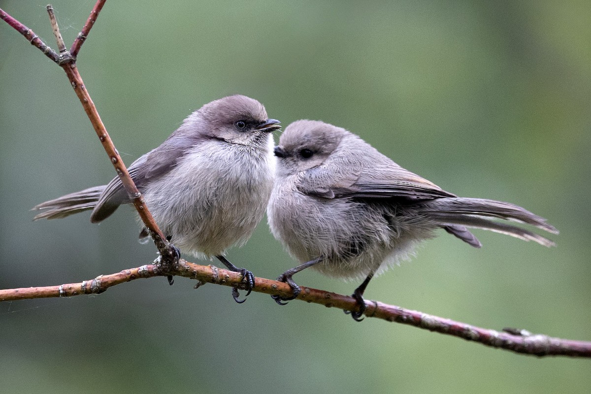 Bushtit - ML637562555