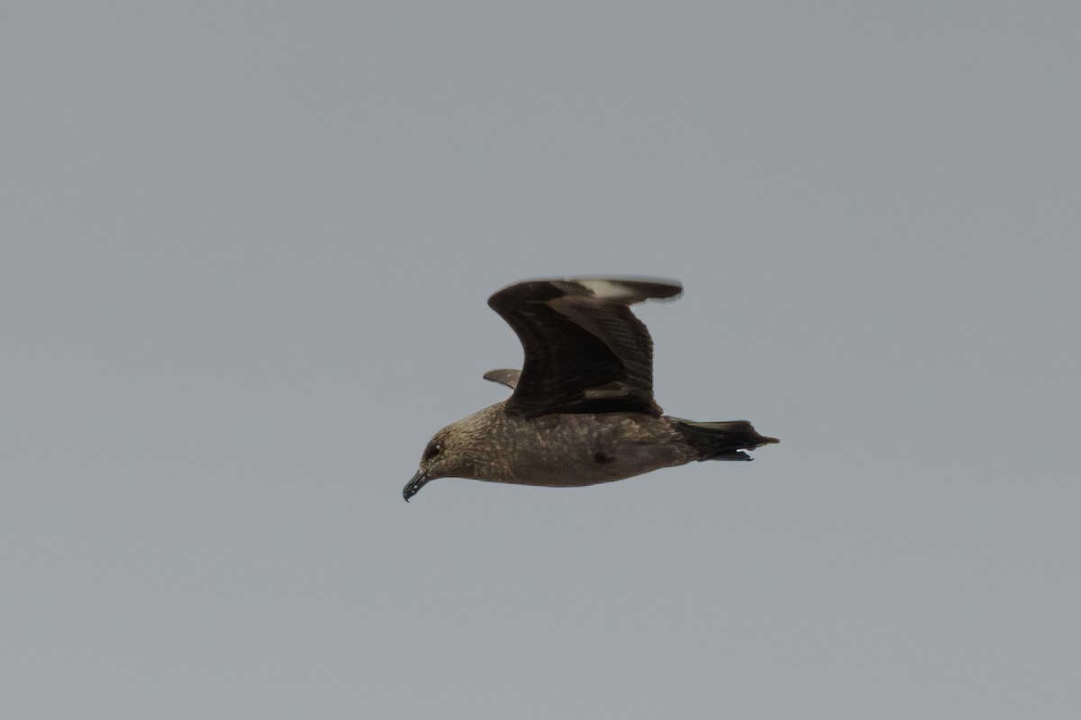 South Polar Skua - ML637562581