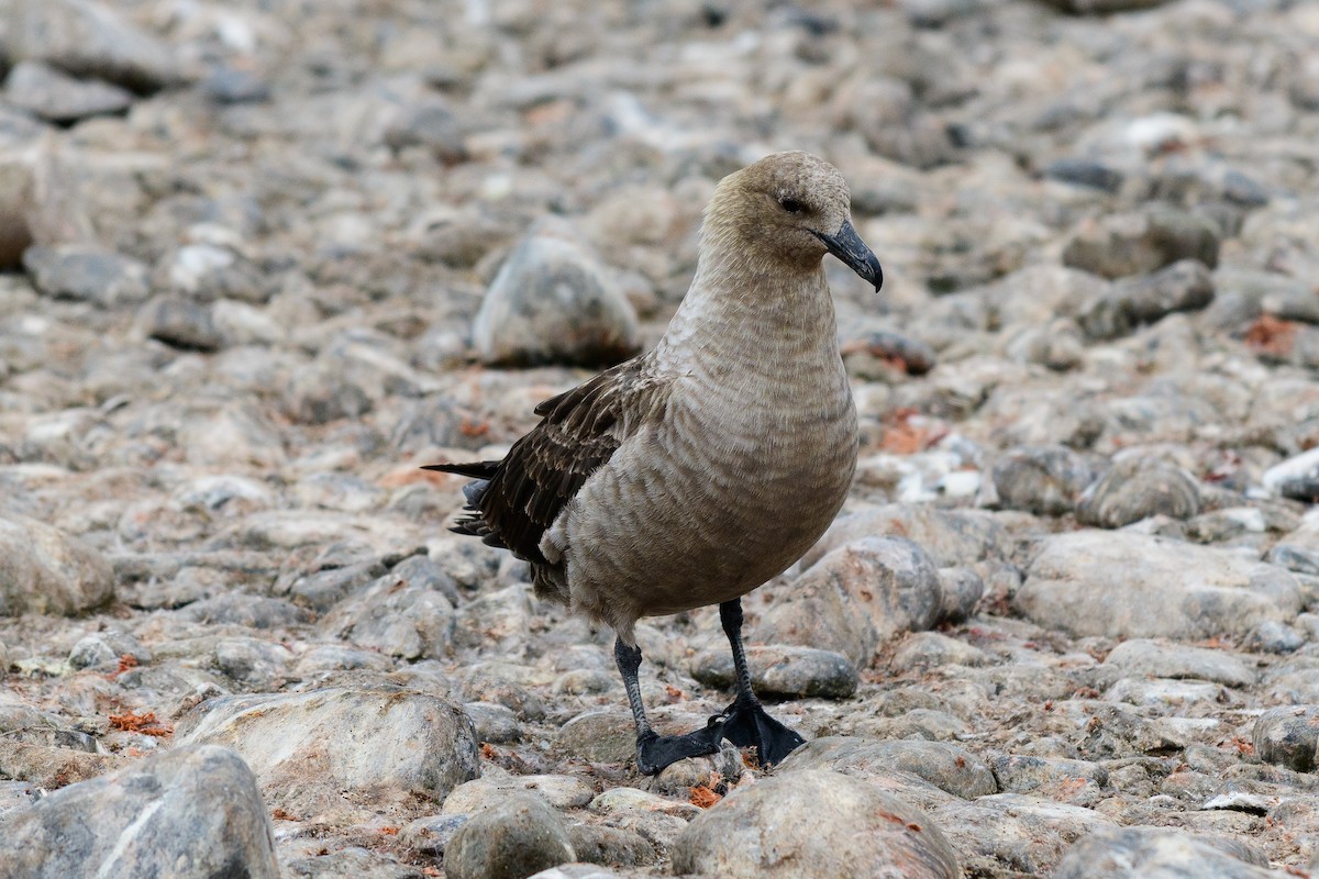 South Polar Skua - ML637562582