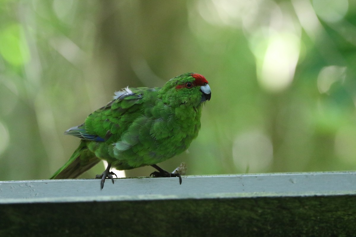 Red-crowned Parakeet - ML637562652