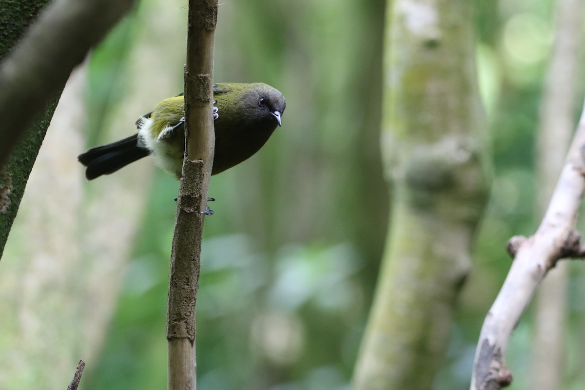 New Zealand Bellbird - ML637562657