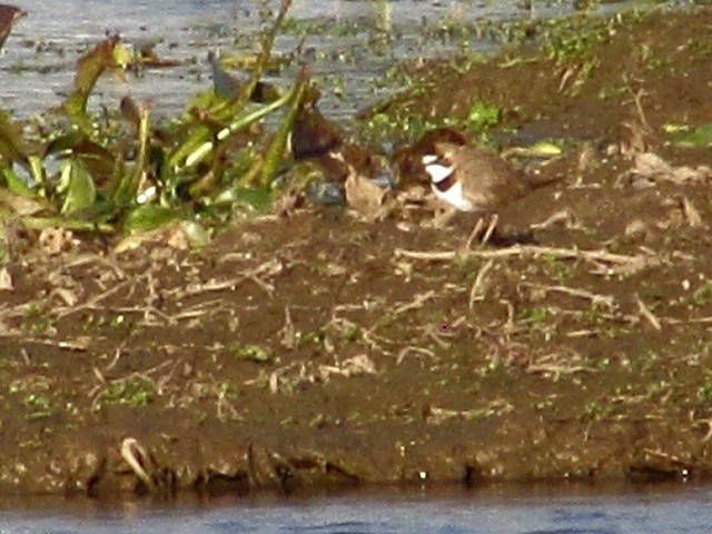 Collared Plover - ML637562710