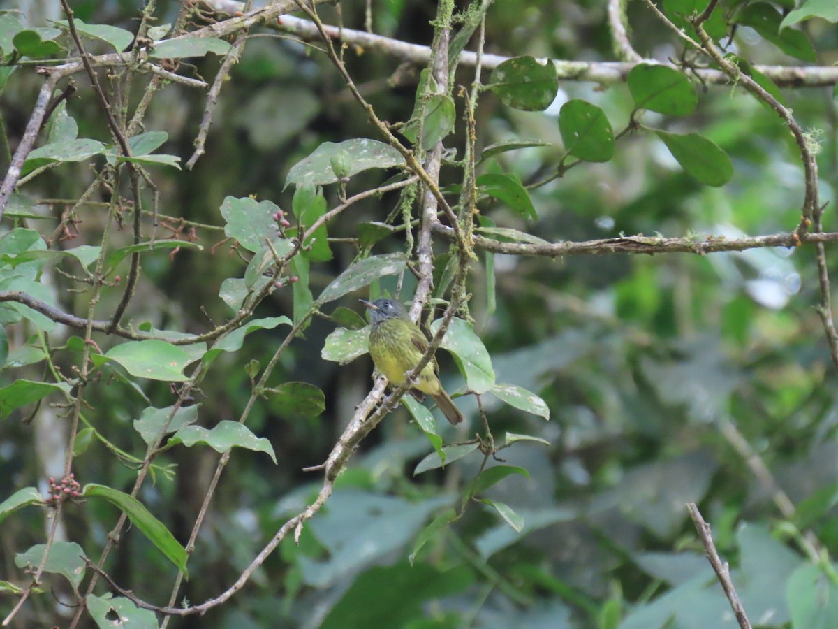 Streak-necked Flycatcher - ML637562733