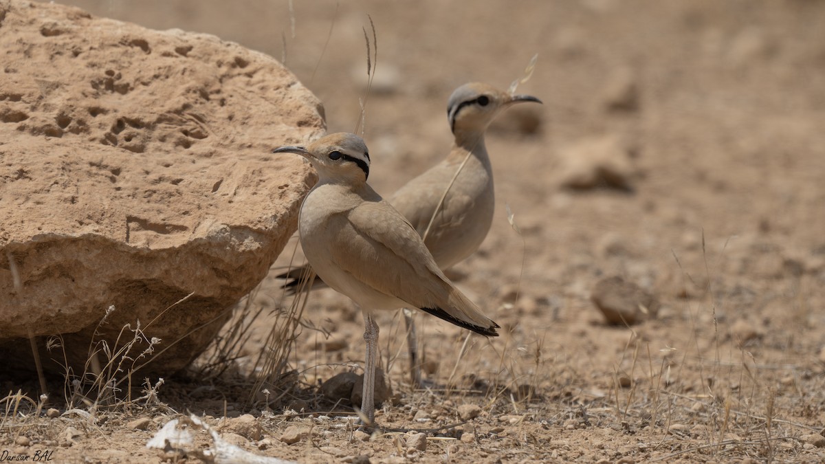 Cream-colored Courser - ML637562753