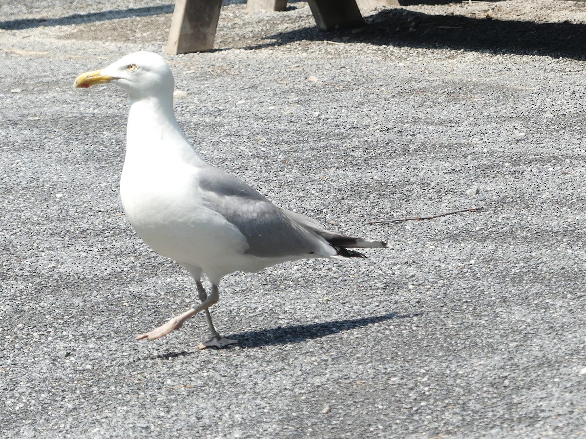 American Herring Gull - ML637562838