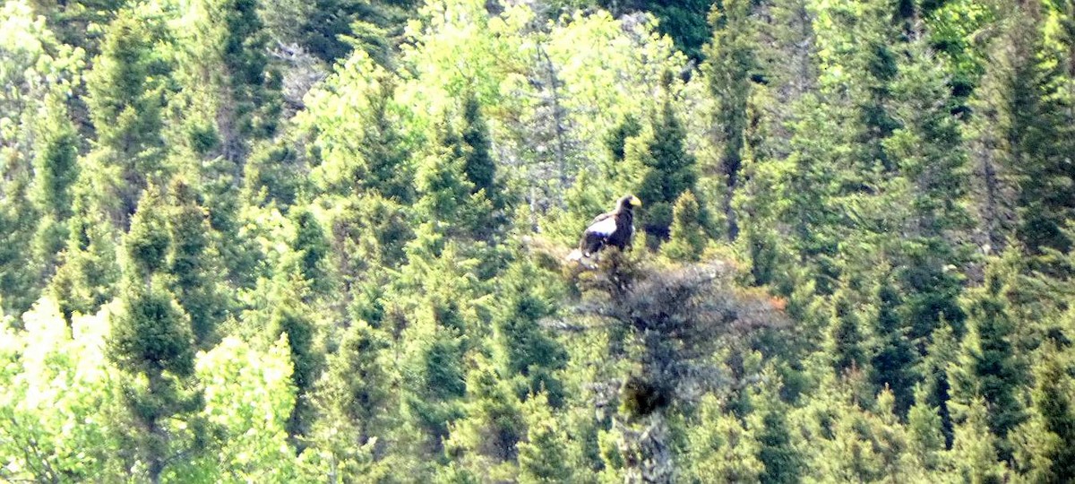 Steller's Sea-Eagle - ML637562871
