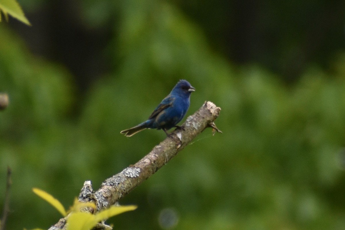Passerin indigo - ML637562883