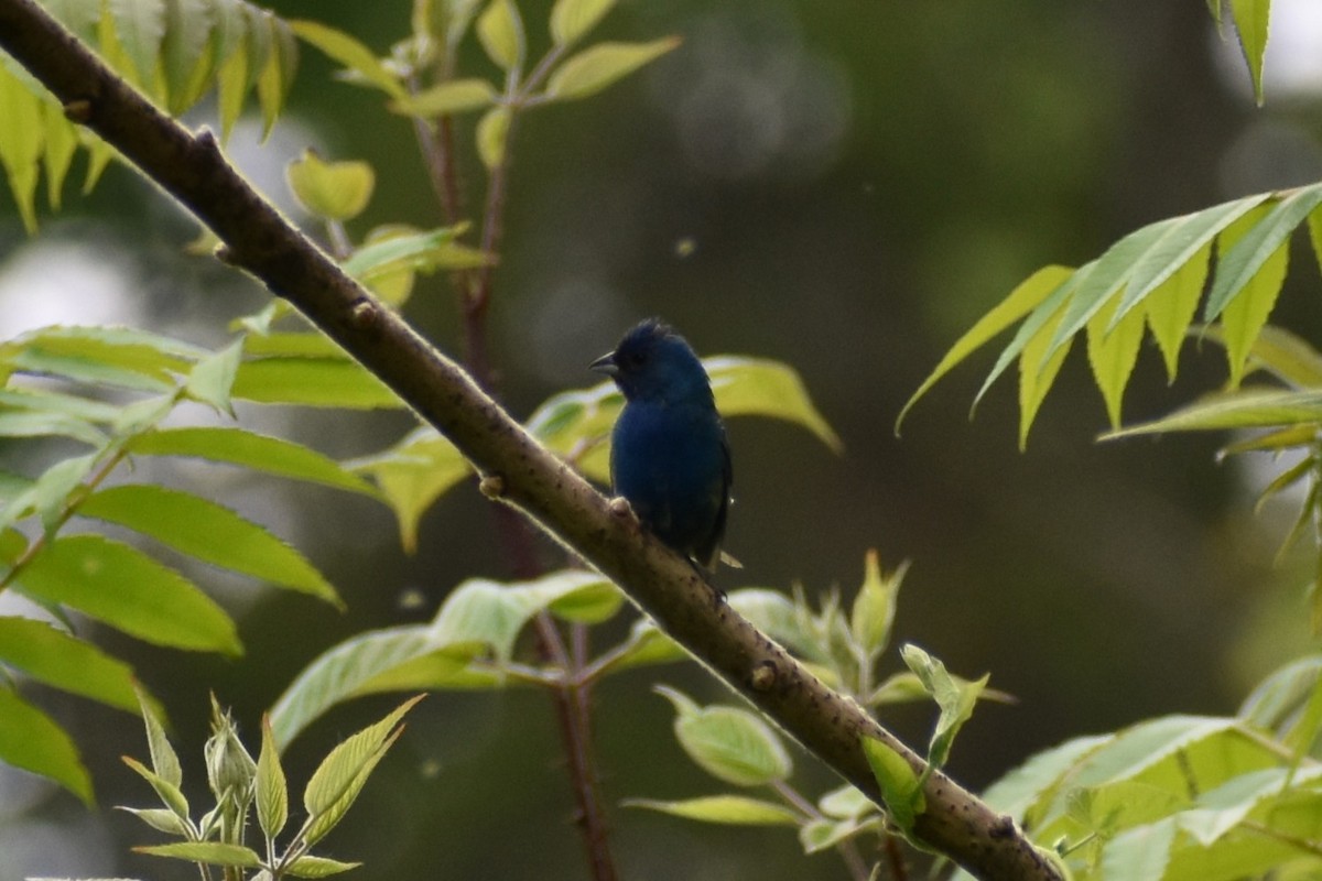 Passerin indigo - ML637562890