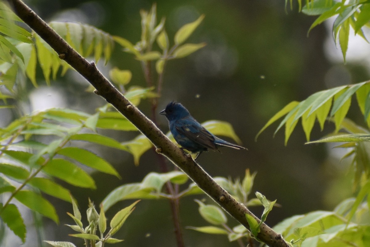 Passerin indigo - ML637562894