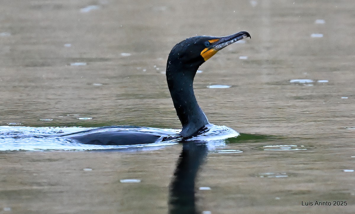 Double-crested Cormorant - ML637562967